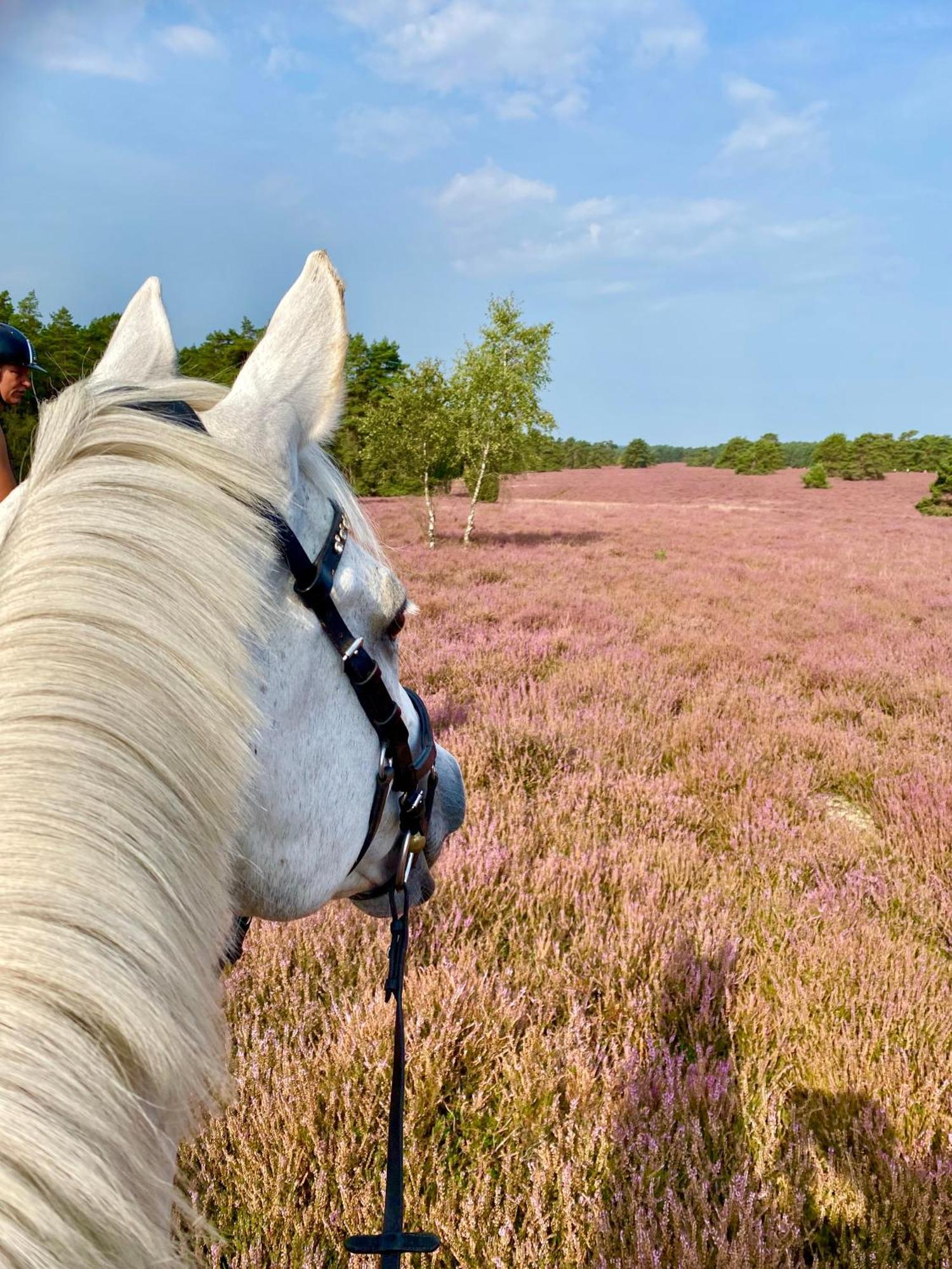 Heidegut Eschede Reitsportanlage Und Feriendorf Extérieur photo