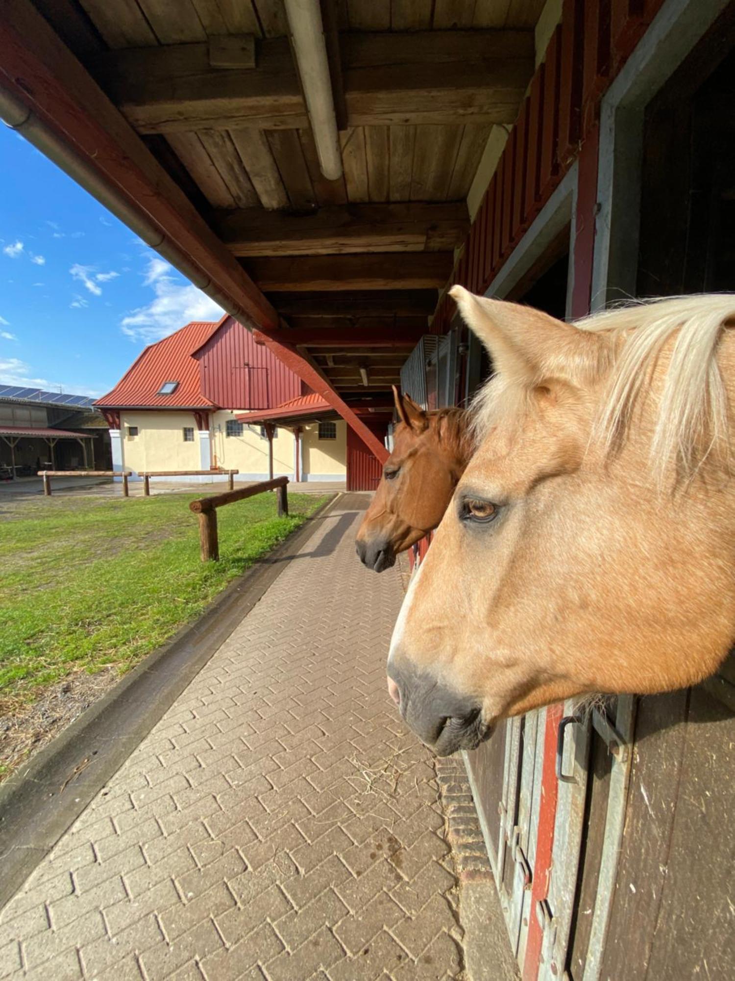Heidegut Eschede Reitsportanlage Und Feriendorf Extérieur photo