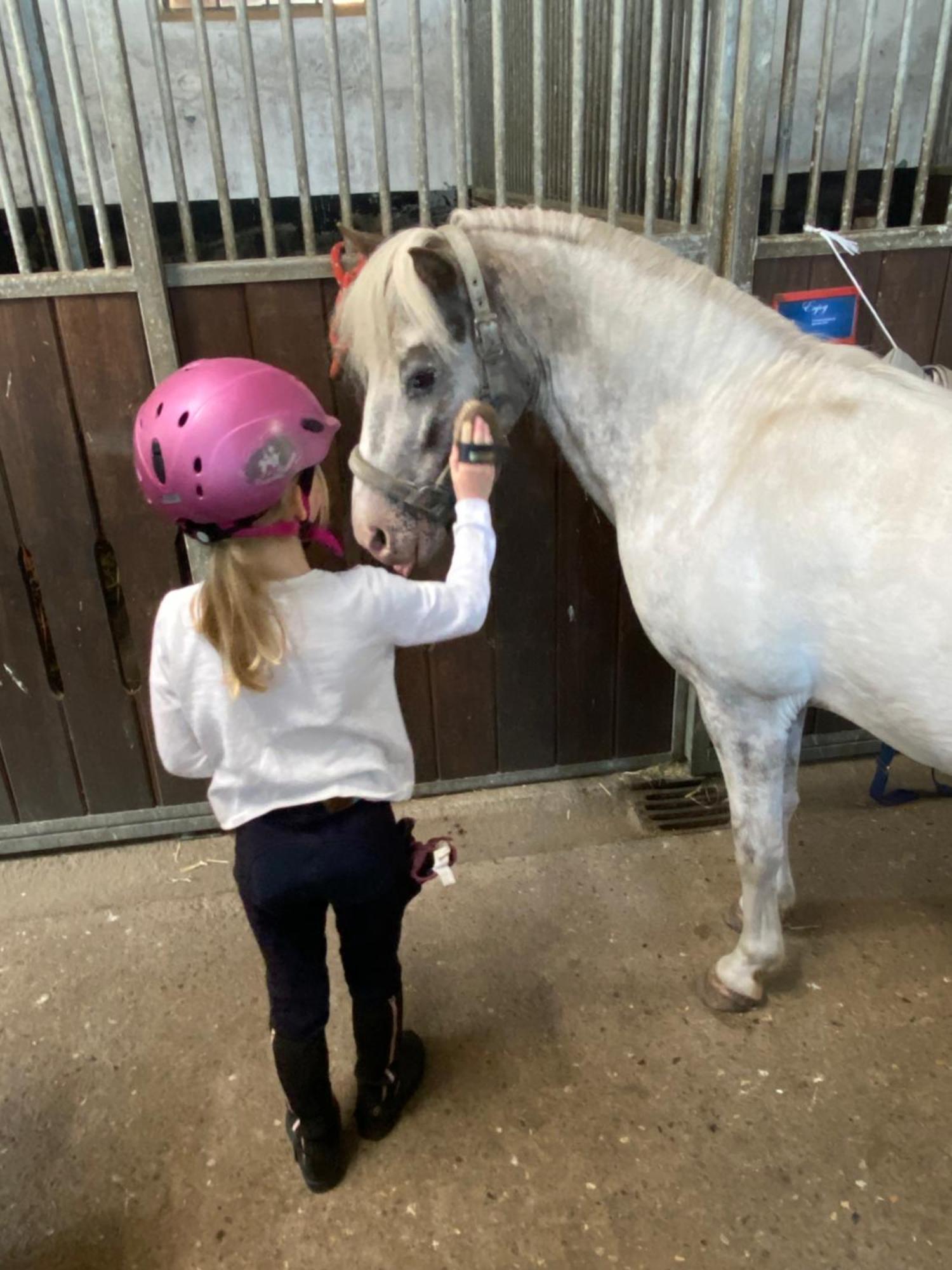 Heidegut Eschede Reitsportanlage Und Feriendorf Extérieur photo